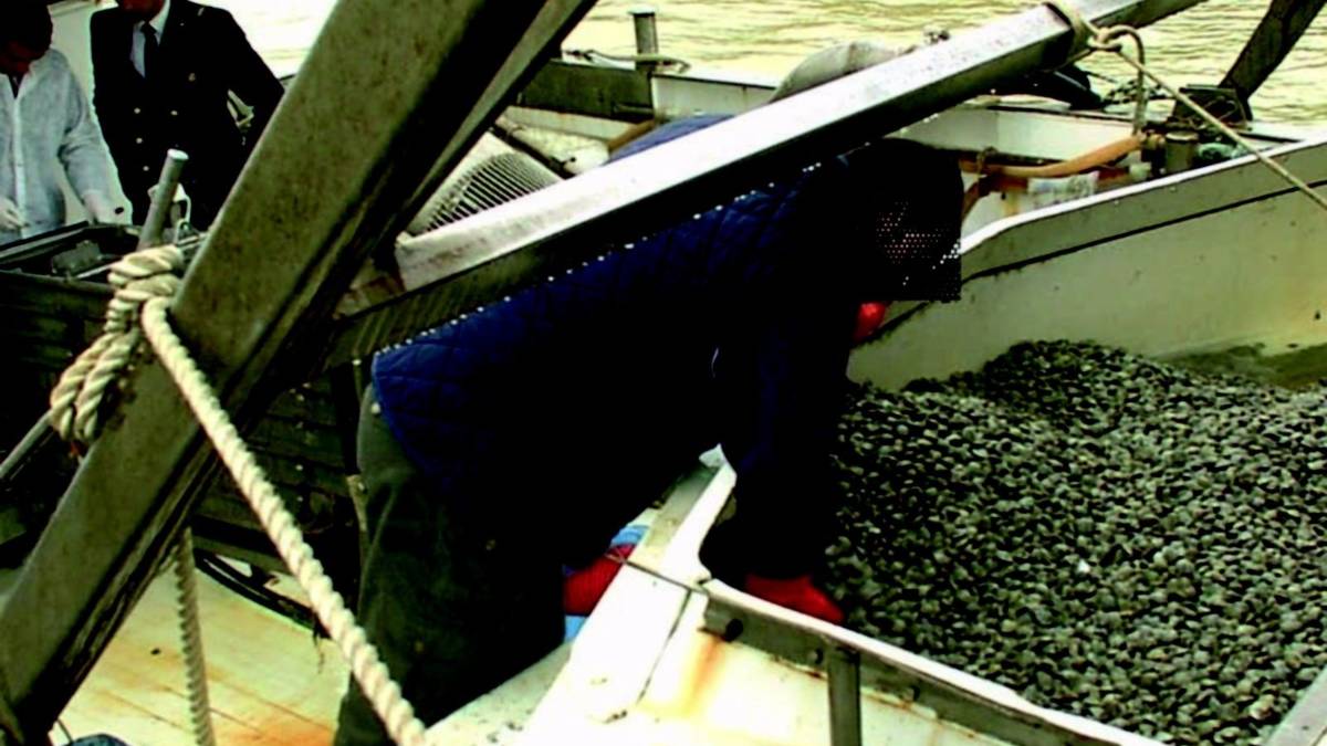 Vongole, via libera ai 22 millimetri