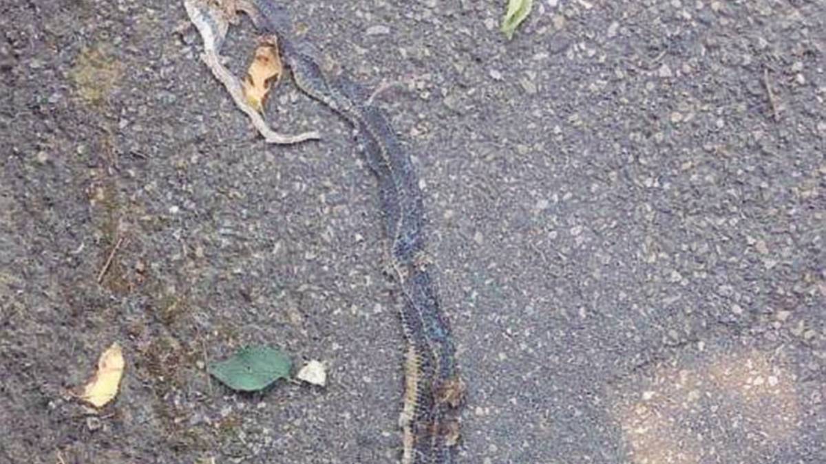 Bisce in città, intervengono i pompieri