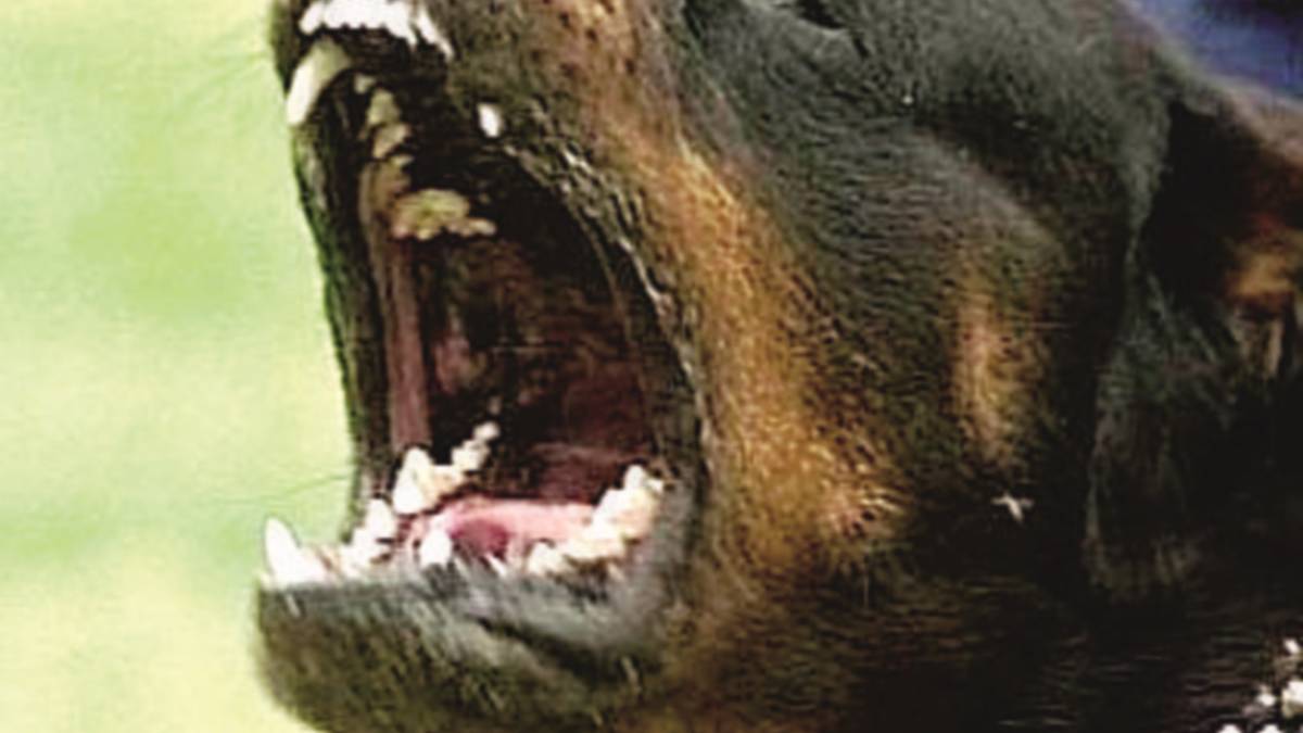 Azzannata alla testa da un rottweiler