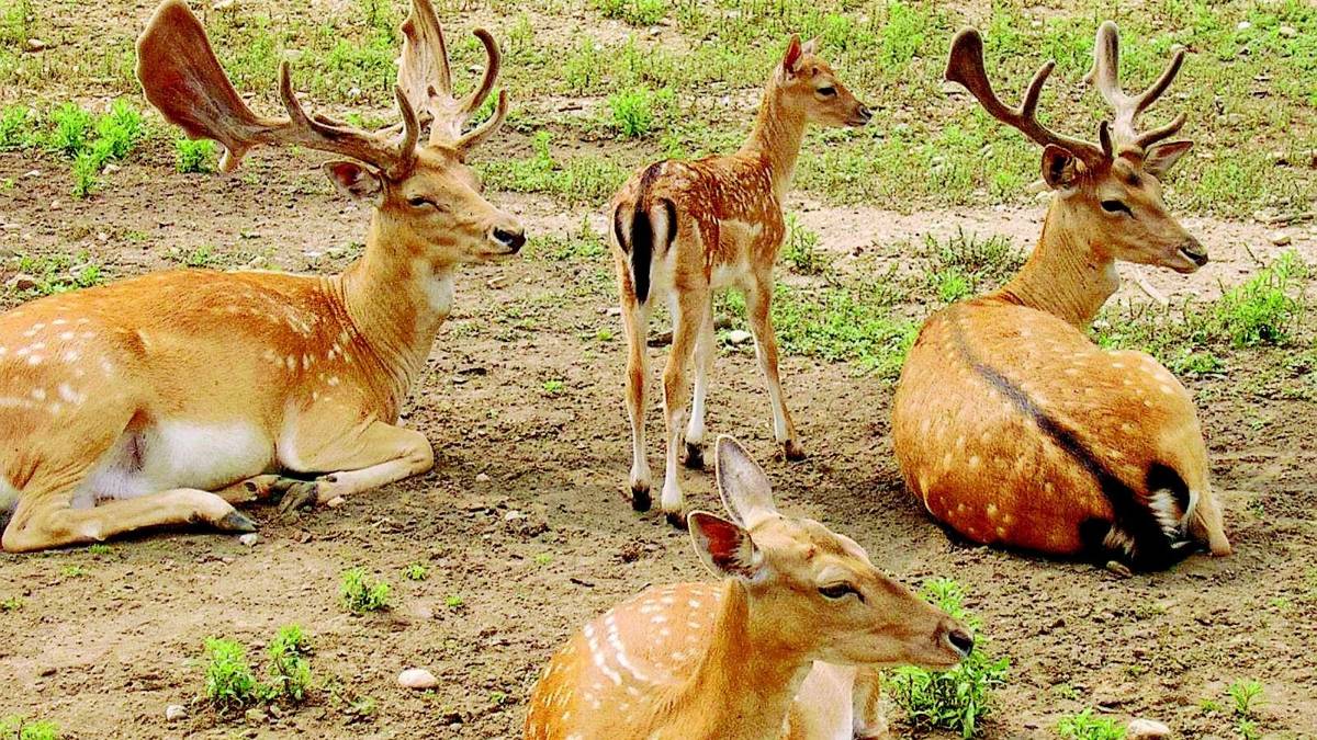 Si spara in pineta: uccisi i primi daini