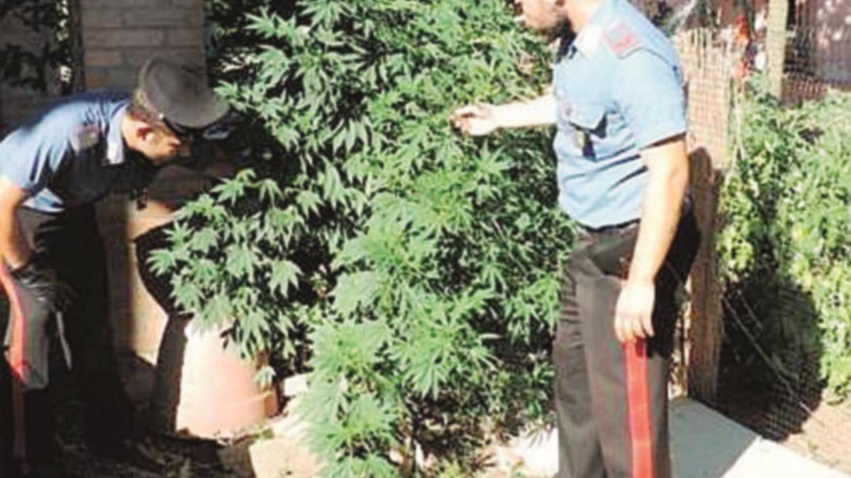 Serra artigianale per la marijuana. Arrestato spacciatore 18enne