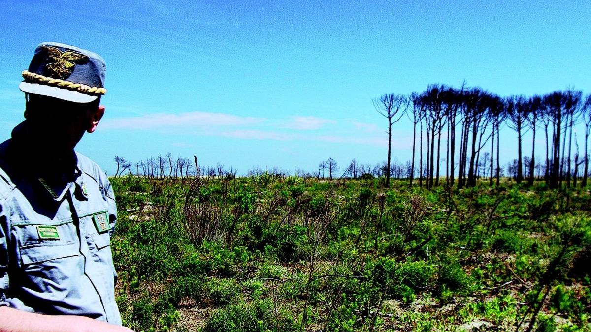 Disastro in pineta, nessun colpevole