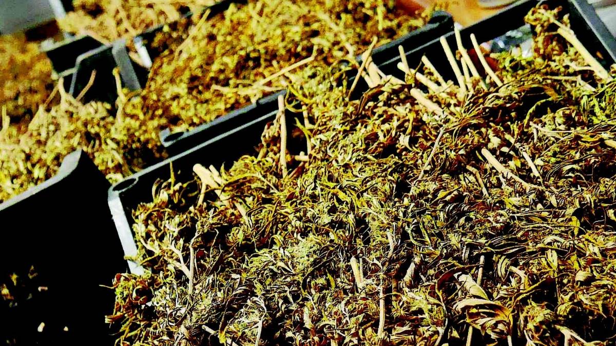 Marijuana a chilometro zero