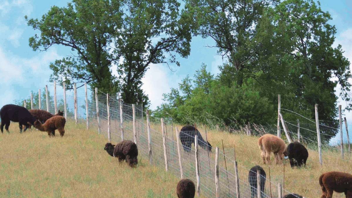L'allevamento degli alpaca
