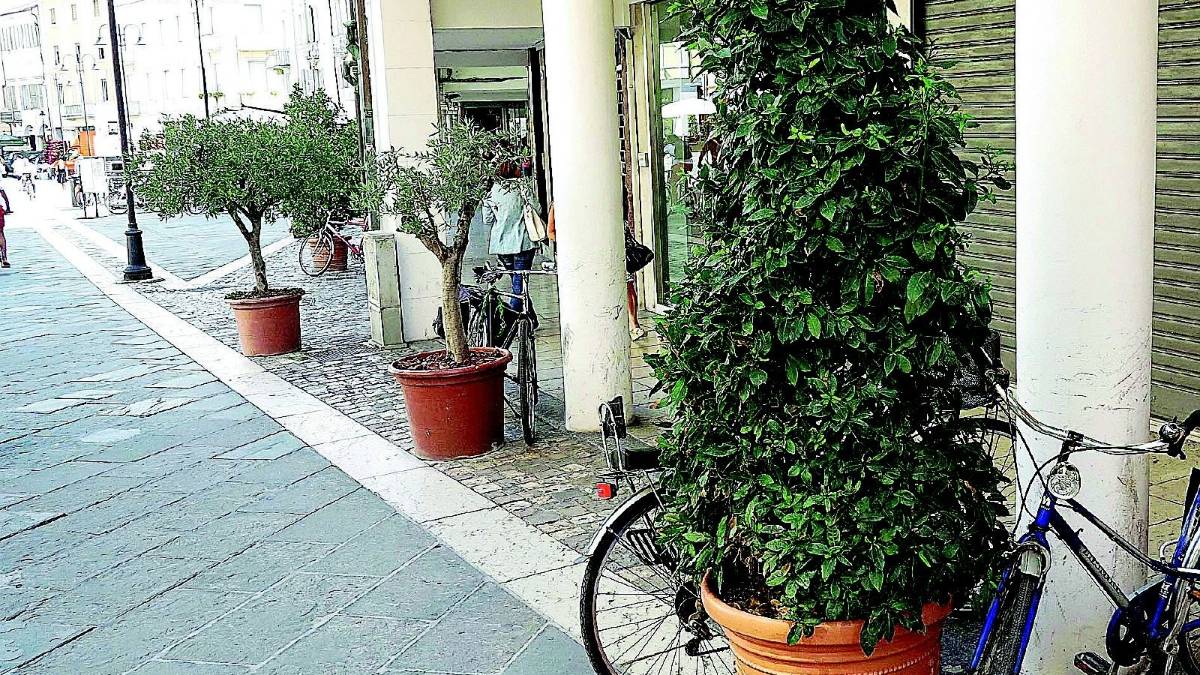 Via tutte le piante da piazza Tre Martiri