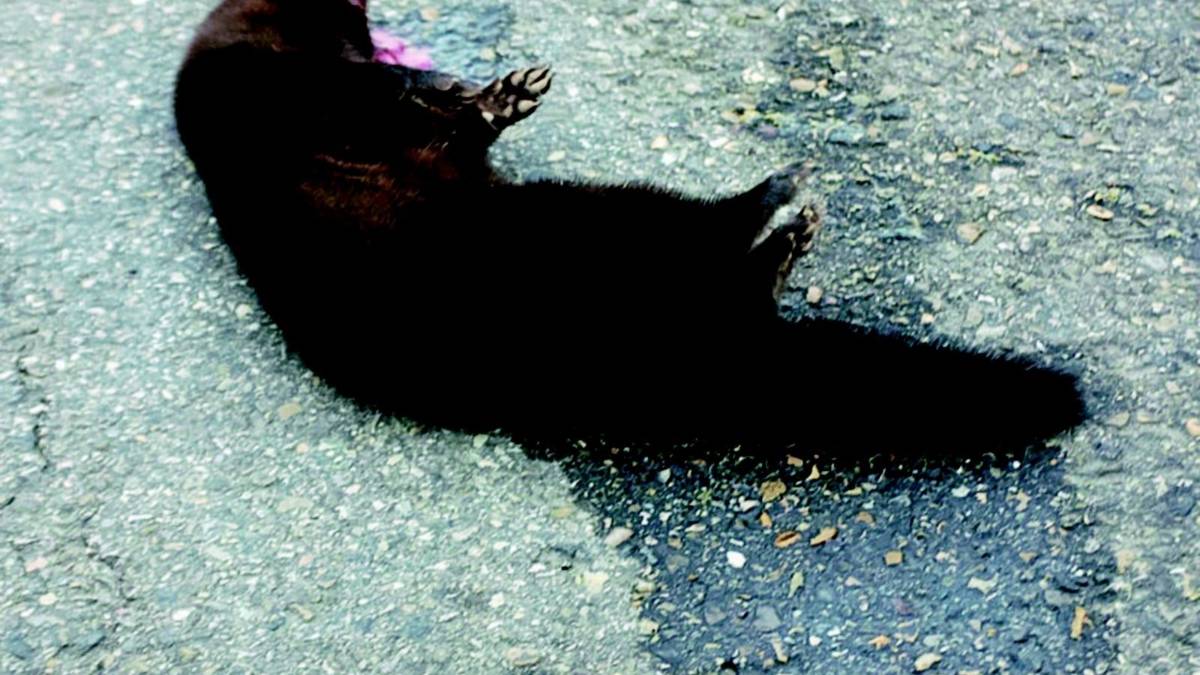 Blitz animalista, liberati 800 visoni