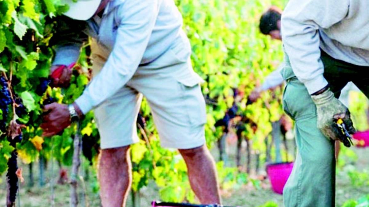 Multato per la vendemmia con gli amici