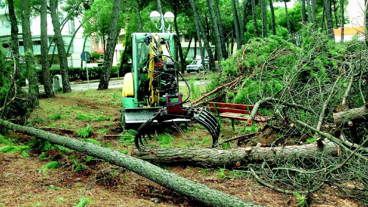 A Milano Marittima un insetto misterioso fa strage di pini