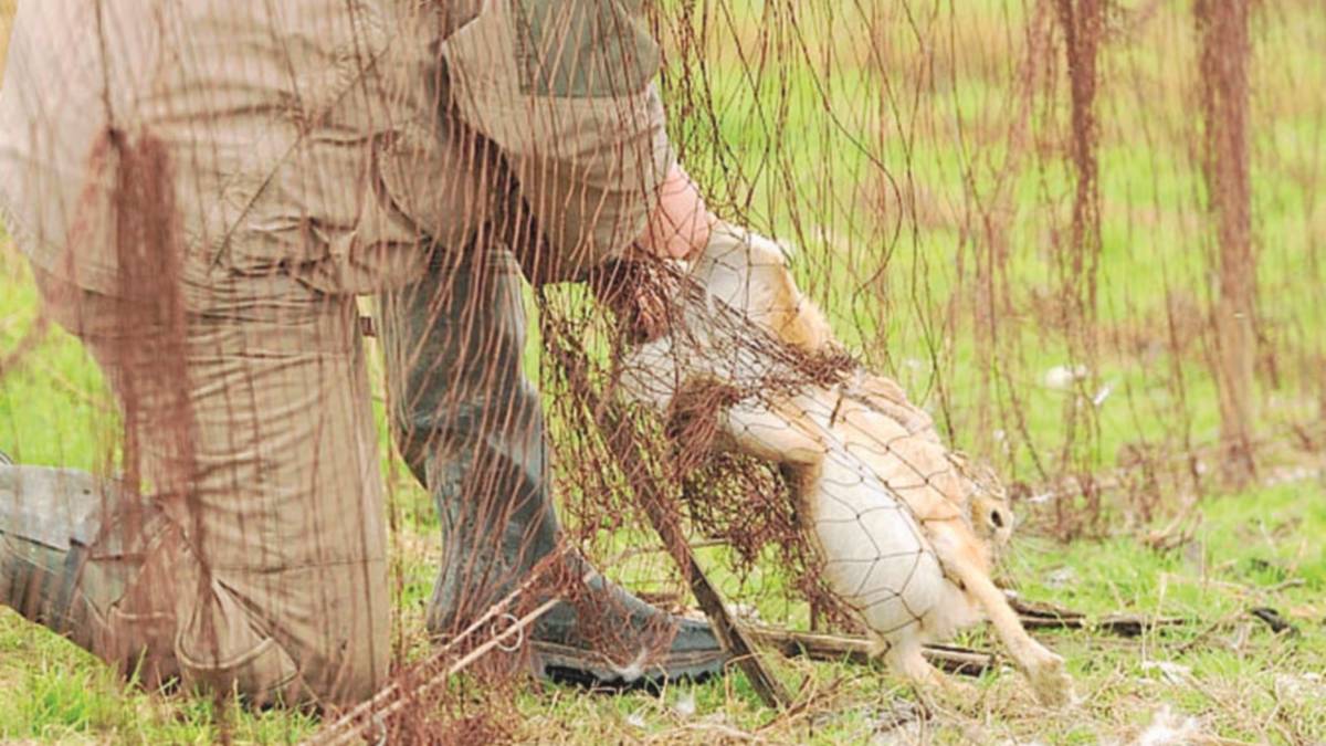 A Viserba i cacciatori fanno incetta di lepri