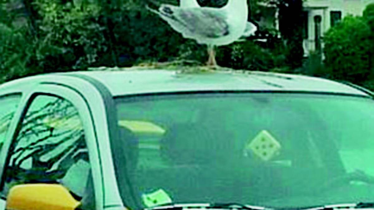 I gabbiani nidificano sopra le auto