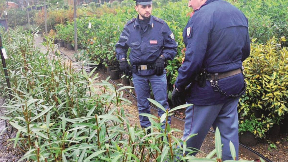 Operazione Evergreen, smantellato giro di droga da vent'anni sulla piazza