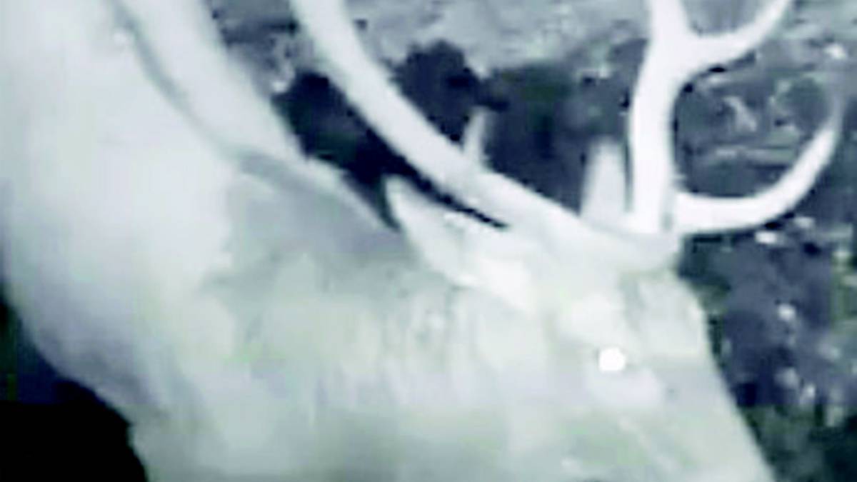 Scoperto il misterioso animale che si aggira in collina