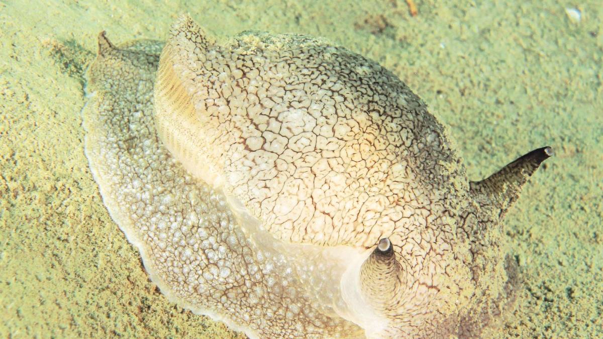 Sorprese dell'Adriatico al cospetto dei pescatori