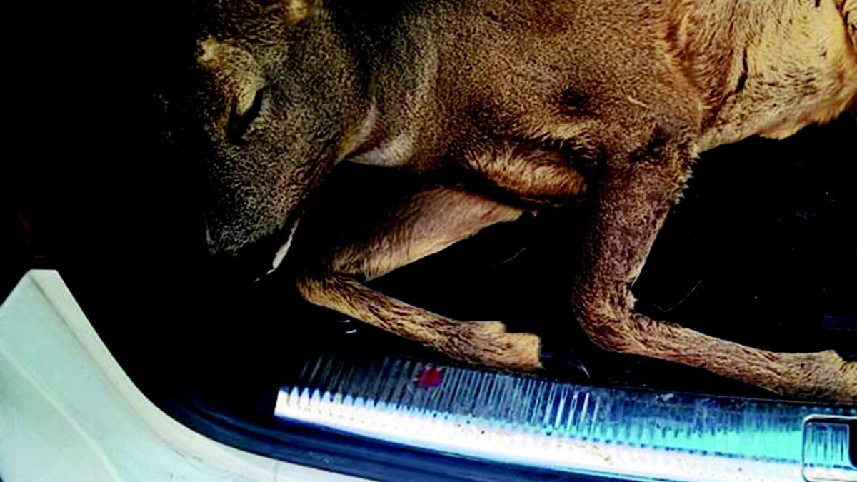 «Capriolo morto, nessuno mi ha aiutato»