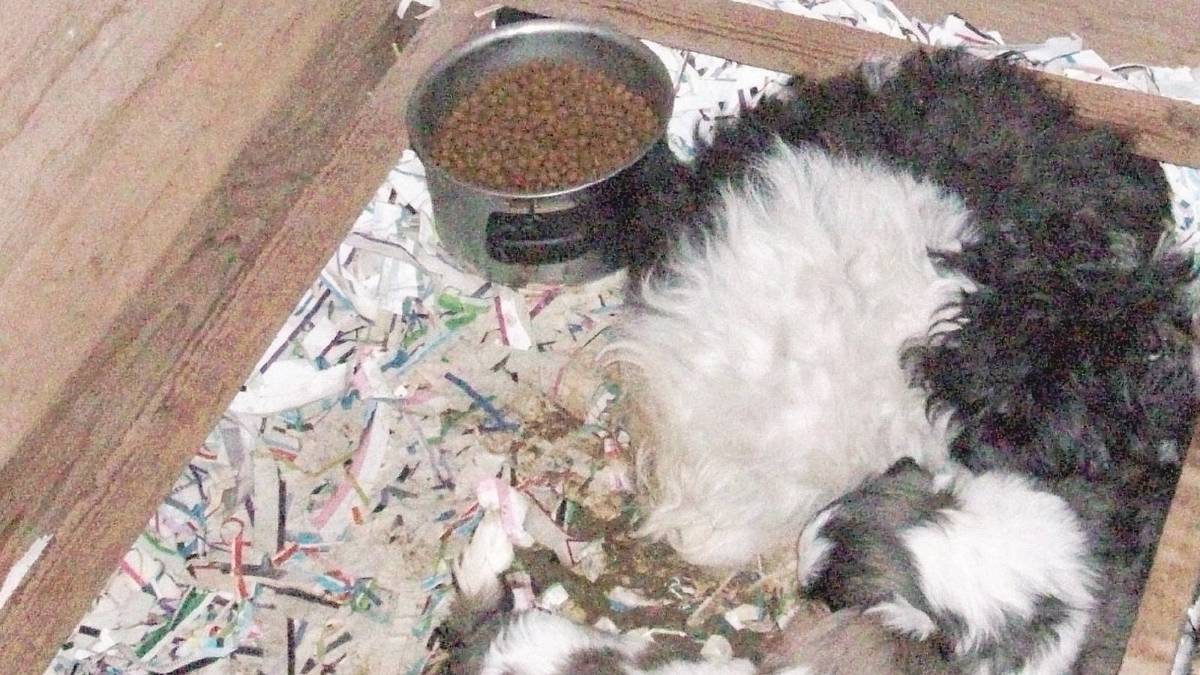 Scoperto allevamento abusivo di cani, scatta la multa