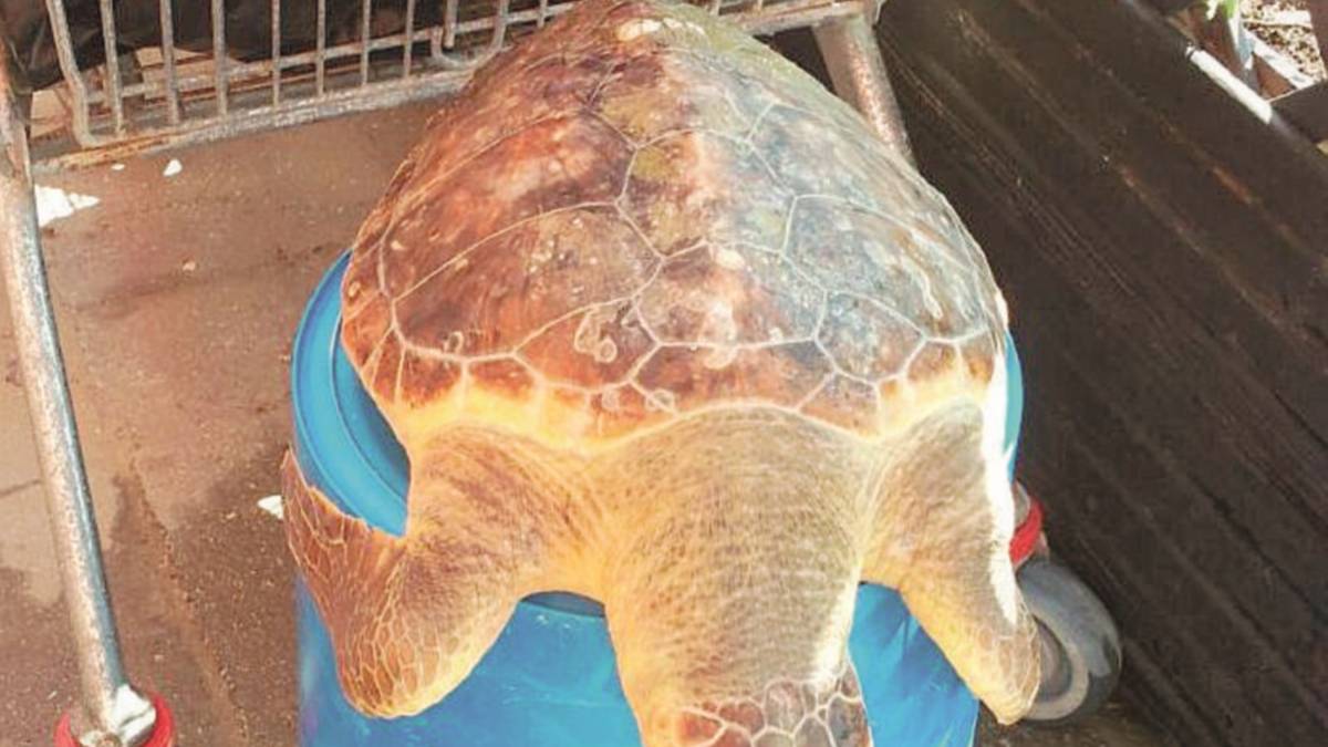 Tartaruga uccisa da un'elica