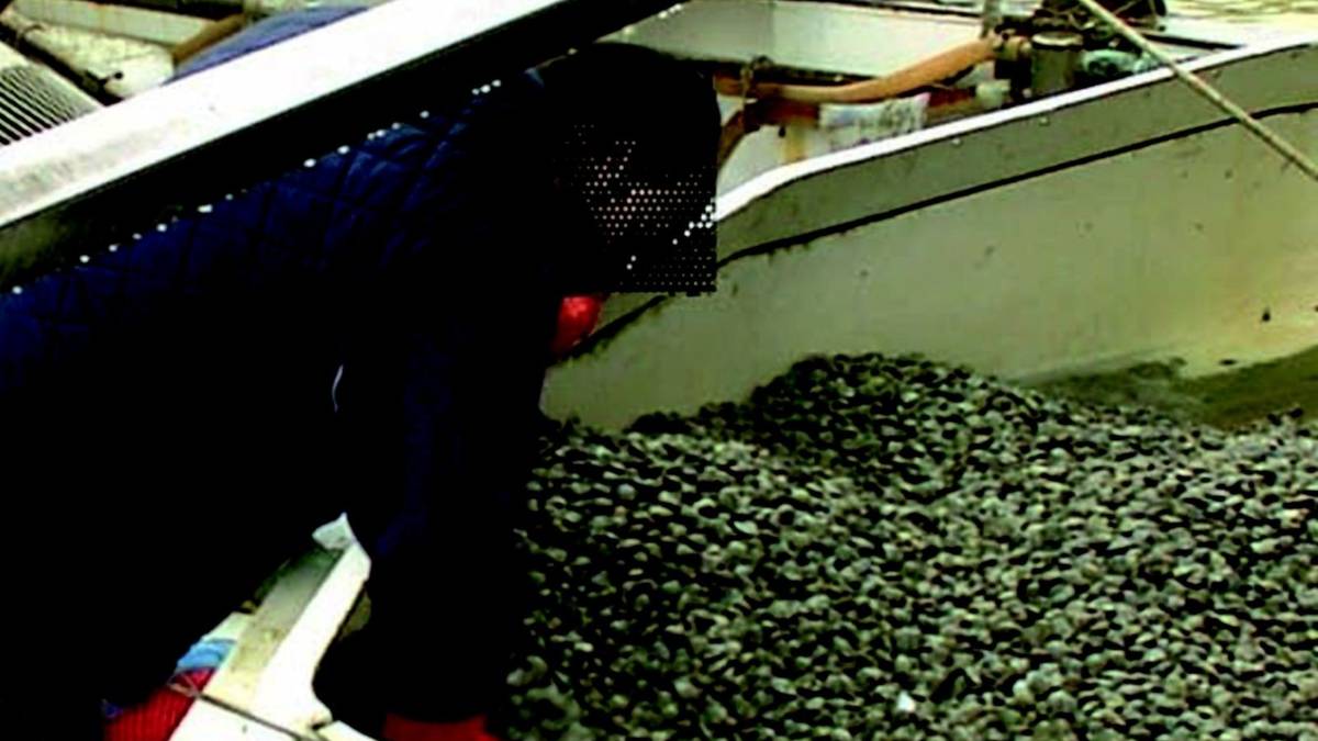 Asl revoca divieto temporaneo di pesca di vongole in Baiona