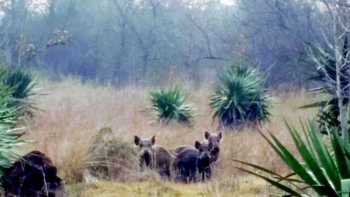 Peste Suina. Confagricoltura: Da Piacenza a Rimini un piano di eradicazione dei cinghiali