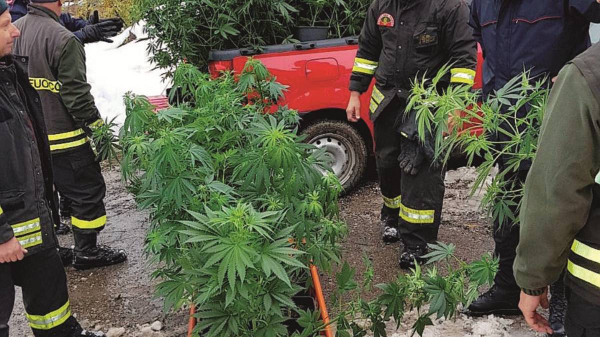 Scoppia un incendio e si scopre una serra di marijuana