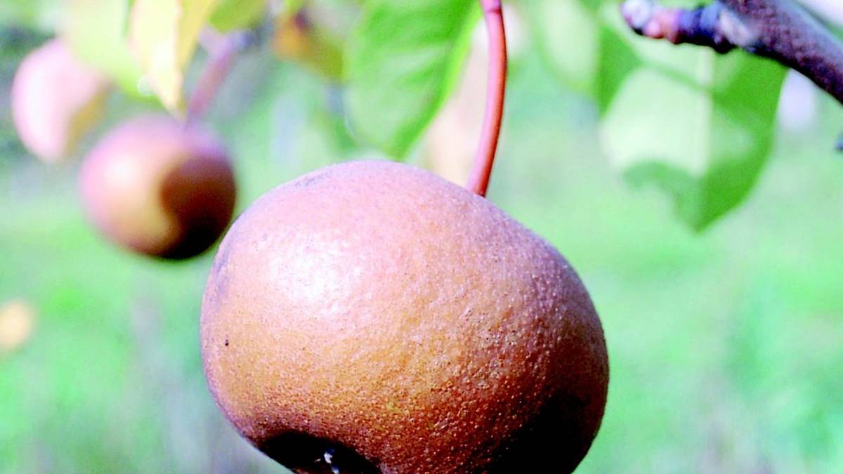 Quei sapori bruschi, flebo di felicità