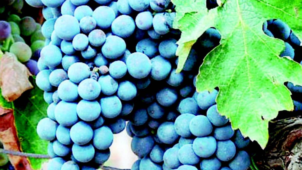 Nuove norme, rischio scippo per Sangiovese e Barbera