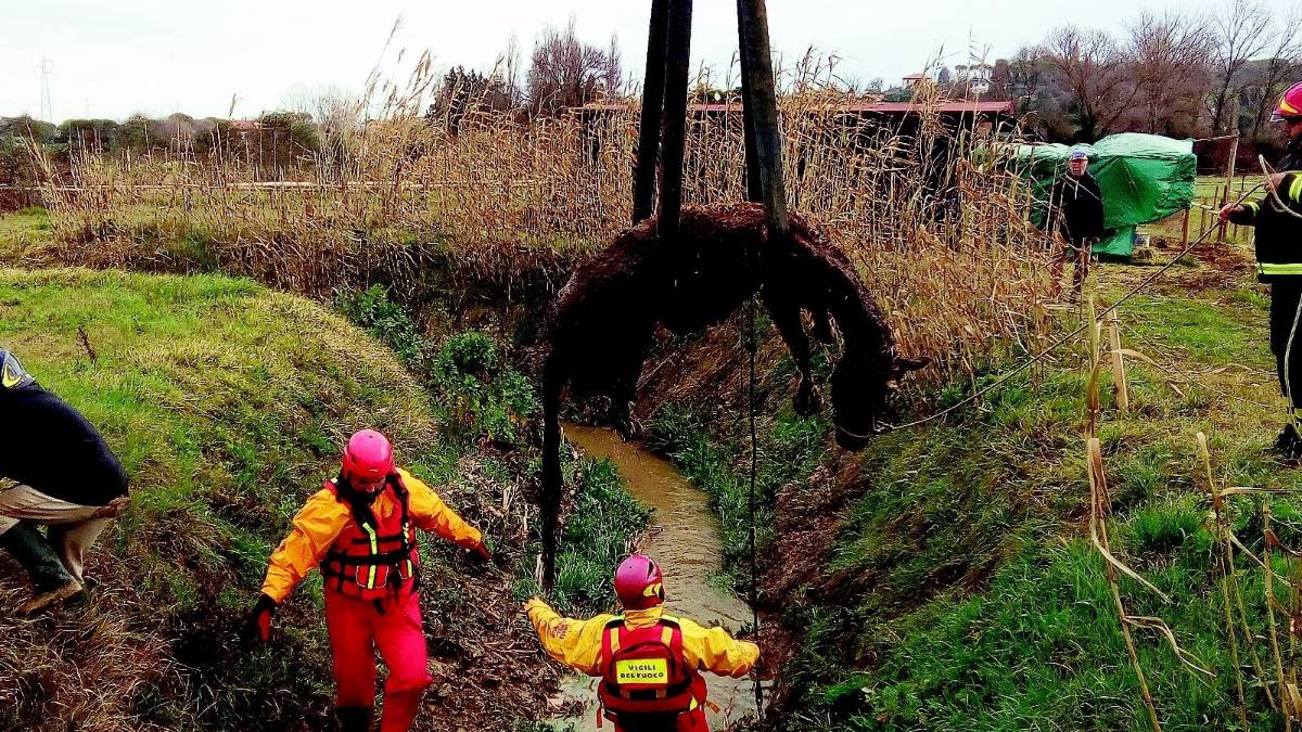 Cavalla nel fosso, salvata dai pompieri