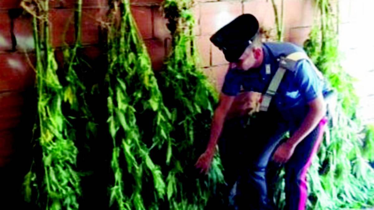 Perde il lavoro e s'inventa coltivatore di marijuana