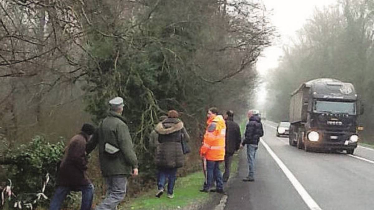 Albero cade e invade la Romea, tragedia sfiorata