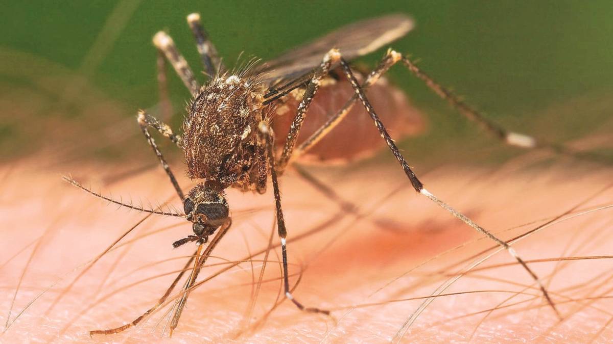 Prima vittima del West nile a Imola, morto 77enne