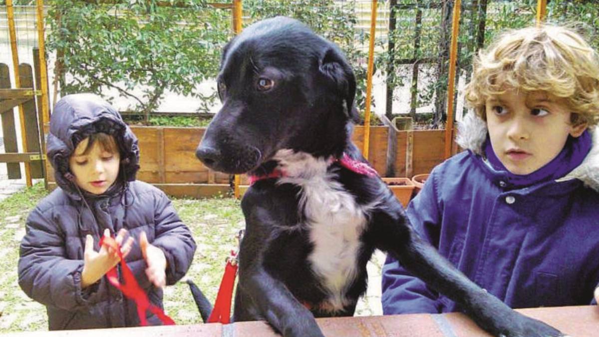 Fly, dal canile al calore di una casa