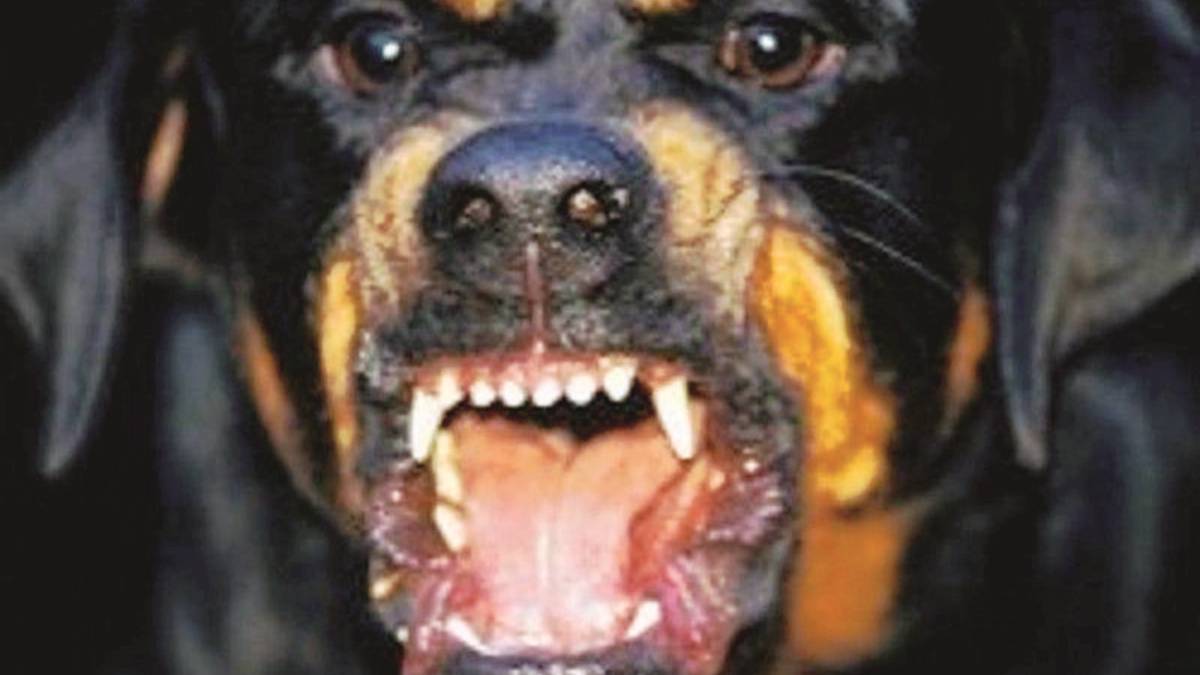 Rottweiler azzanna e uccide un altro cane, ad Acquaviva