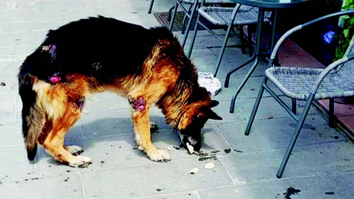 Cane maltrattato tolto al padrone