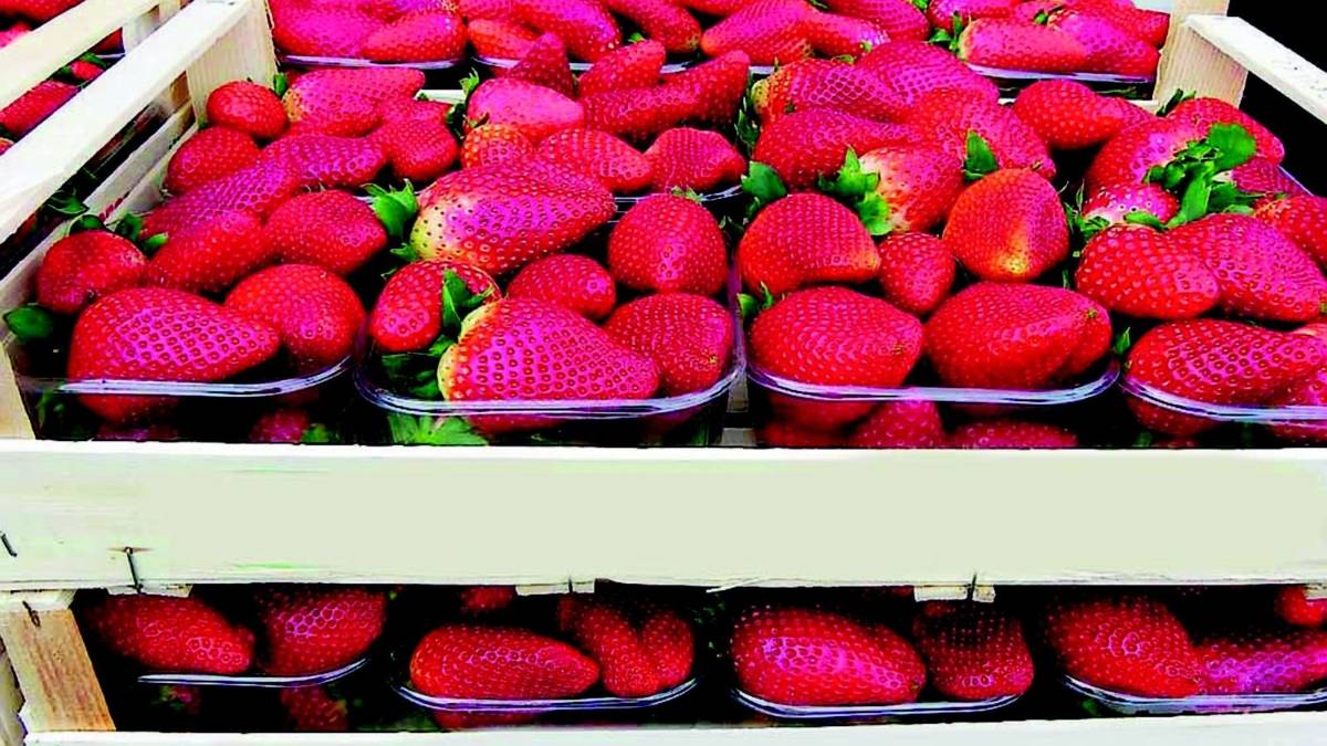 Frutta Party al Mercato ortofrutticolo