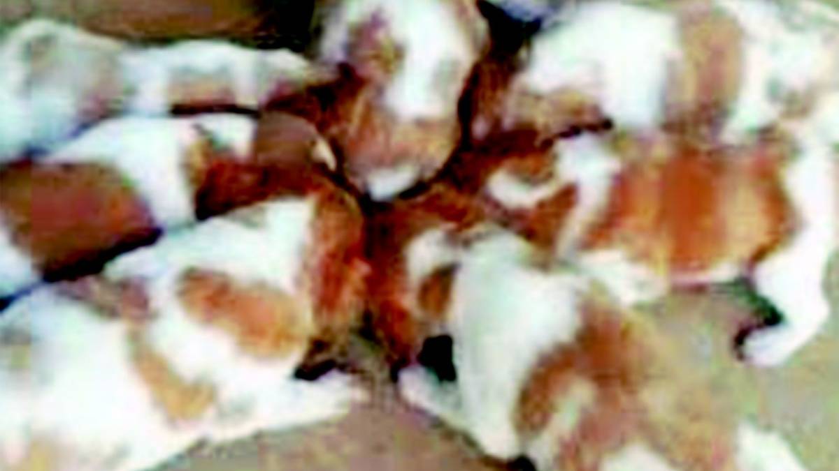 Veterinario condannato per maltrattamento
