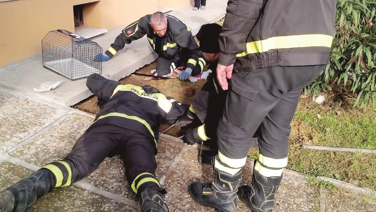 Gatto intrappolato sotto un marciapiede per 4 giorni: salvato dai vigili del fuoco