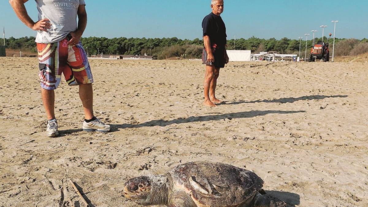 Tre tartarughe e un delfino morti