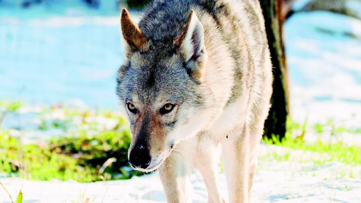 Incroci con i lupi per cani più aggressivi