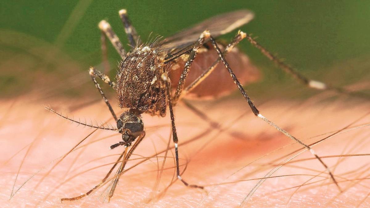 West Nile, Ravenna tra le province più colpite. Per Regione emergenza passata