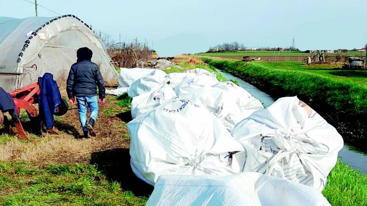 Serre con 660 chili di marijuana