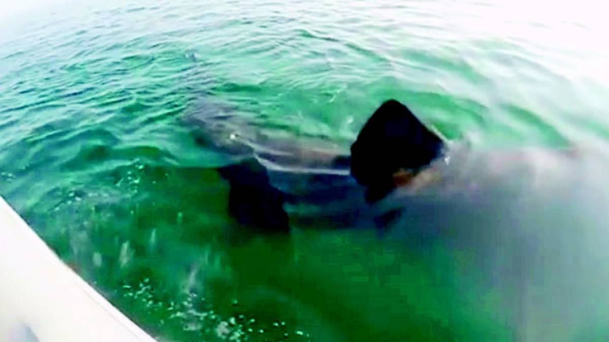 Avvista uno squalo elefante di fronte a Cervia