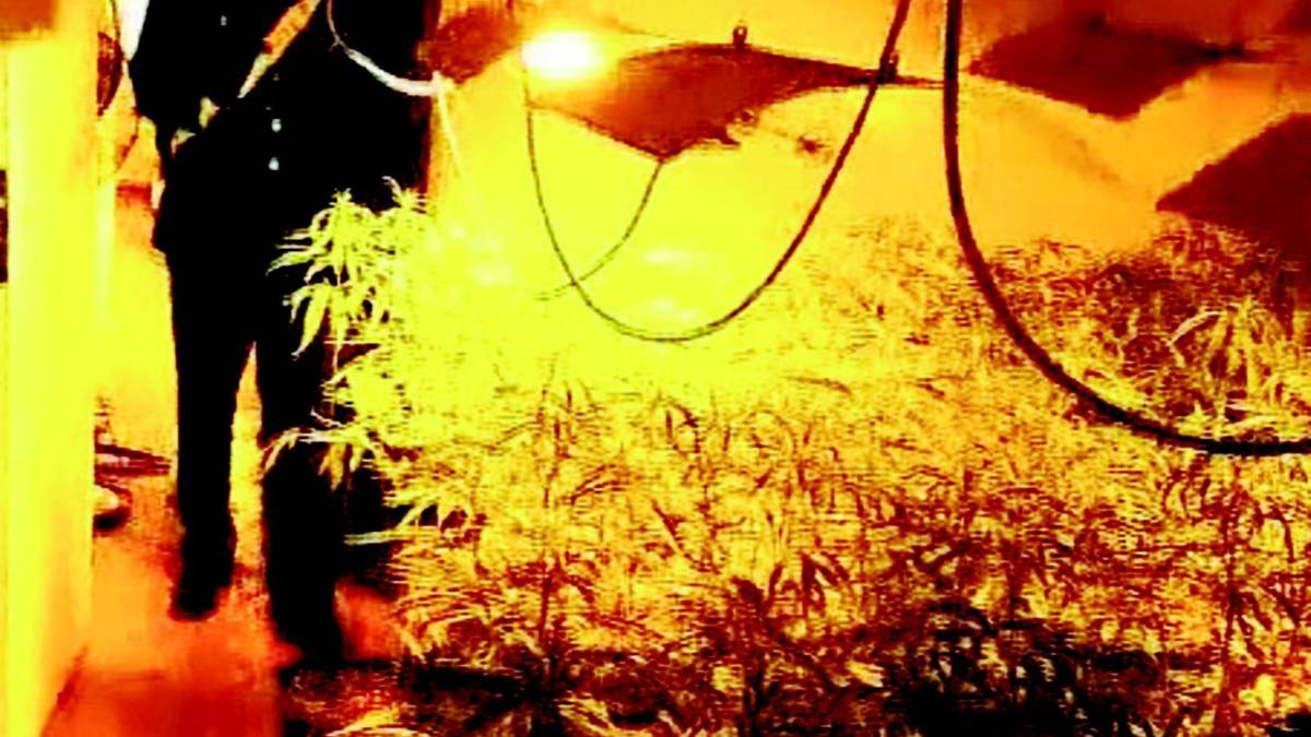 In casa 700 piante di marijuana