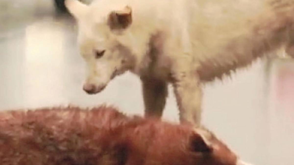 La morte in diretta su Facebook: quasi una regola per gli animali