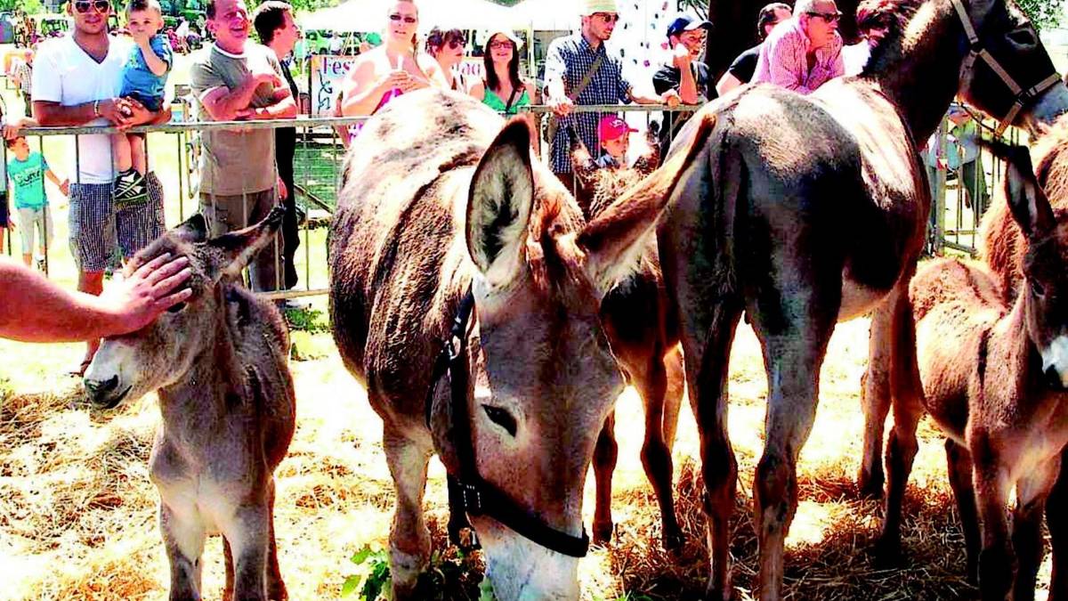 Imola, la Fiera Agricola salta anche quest'anno