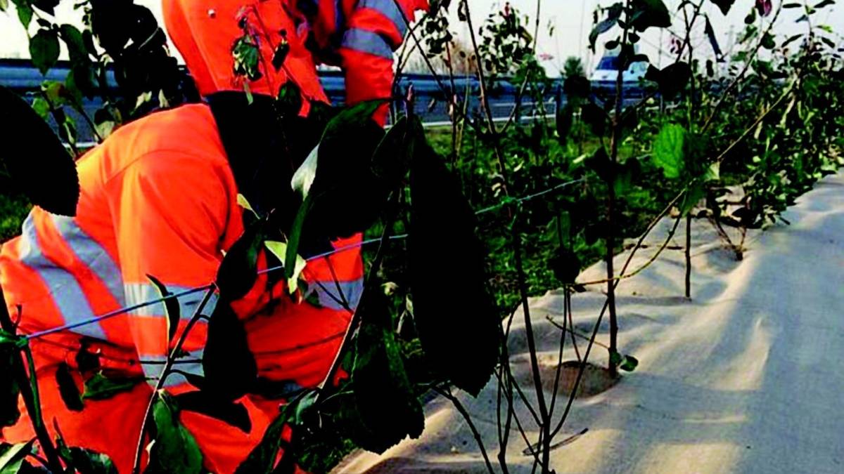Quattro profughi assunti per tagliare l'erba nelle strade