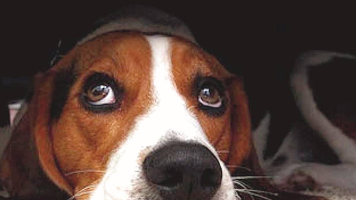 Botti e animali: bollettino di guerra