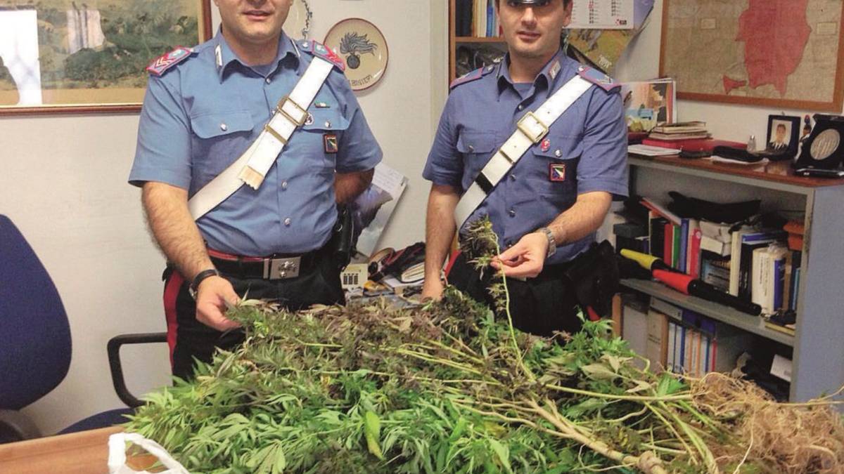 Marijuana chili tra i pomodori