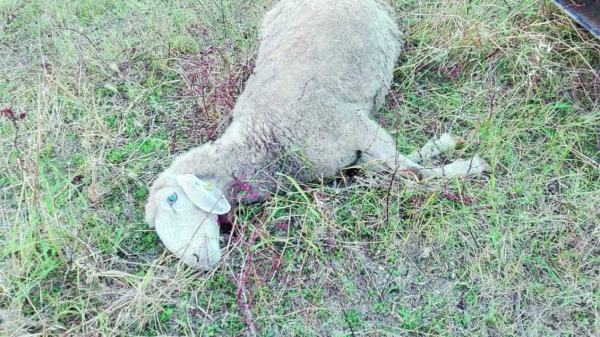 Forlì, i lupi attaccano di pomeriggio