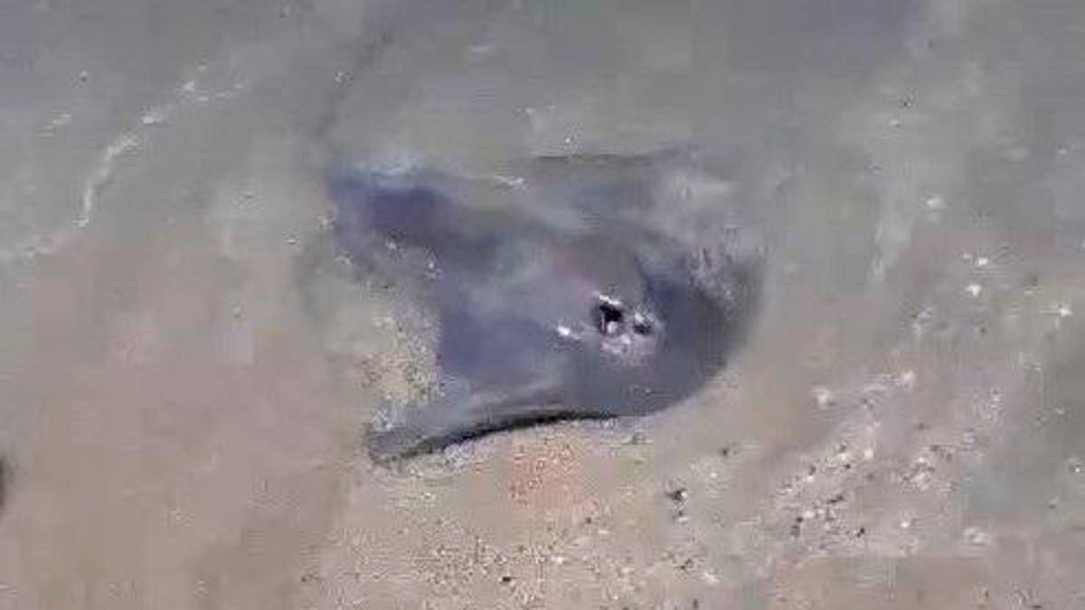 Il trigone fotografato vicino a riva a Ponente