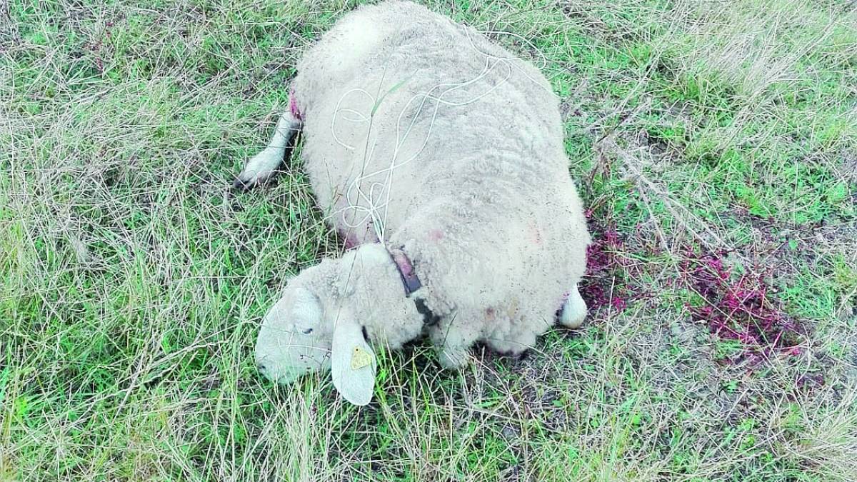 Forlì, ennesima aggressione dei lupi. Uccise altre sei pecore