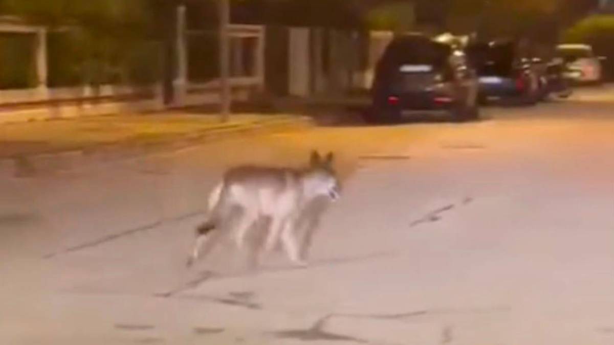 Un avvistamento in zona Cabral, filmato da un cittadino